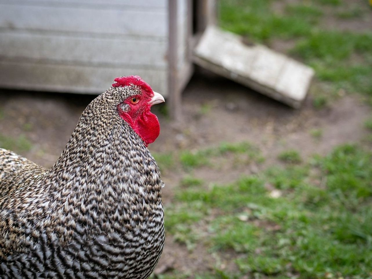 Backyard flock