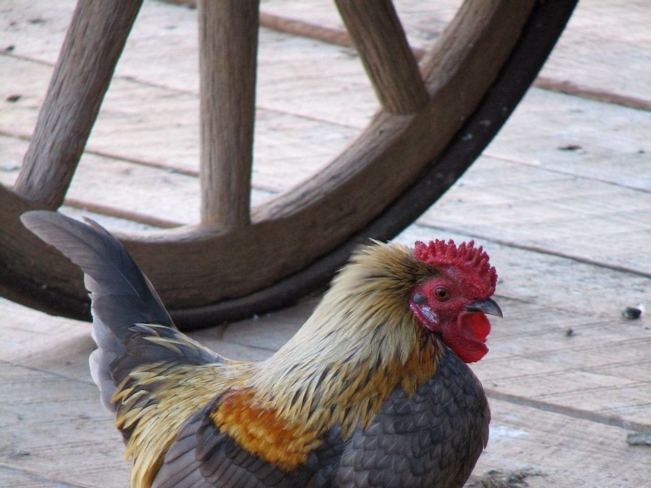 Backyard flock